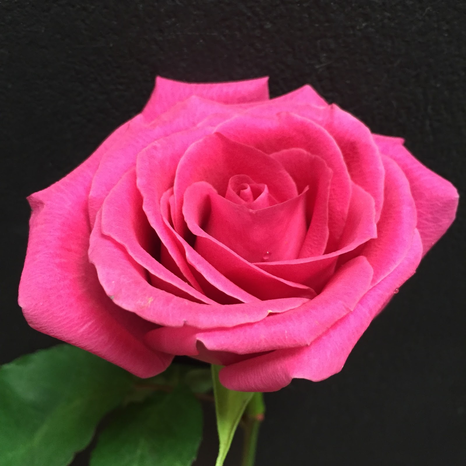 Hot Pink роза